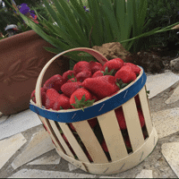 Marché provençal de Bédoin dans le Vaucluse