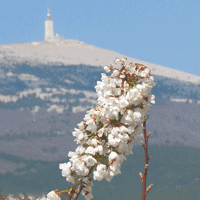 Géant de la Provence, le Mont-Ventoux